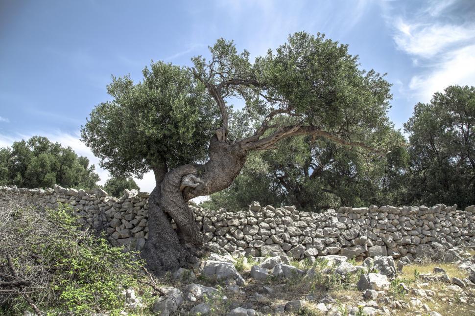 An ancient, gnarled olive grove in the Mediterranean
